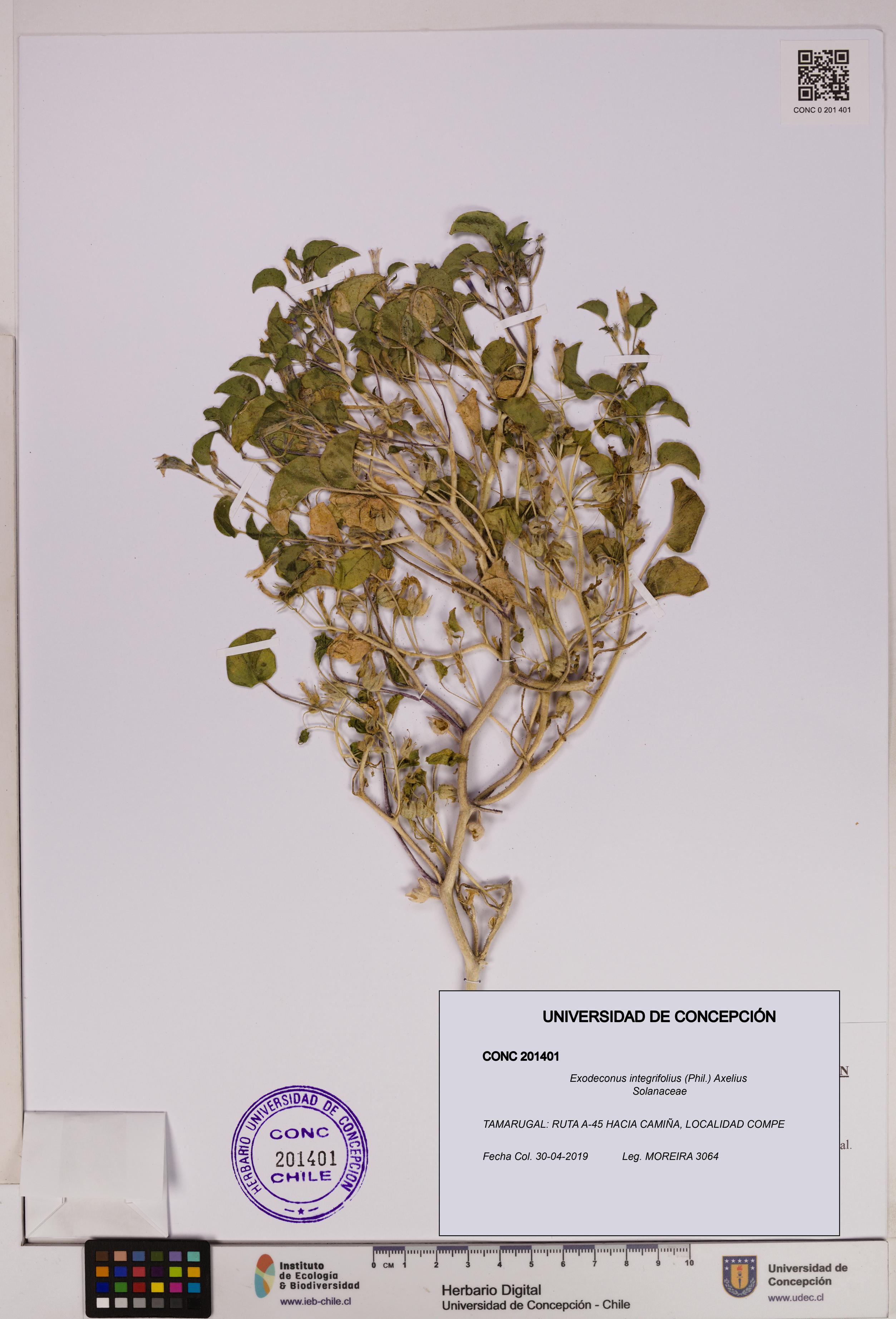 Exodeconus integrifolius [Espécimen: UDEC:CONC:0201401]