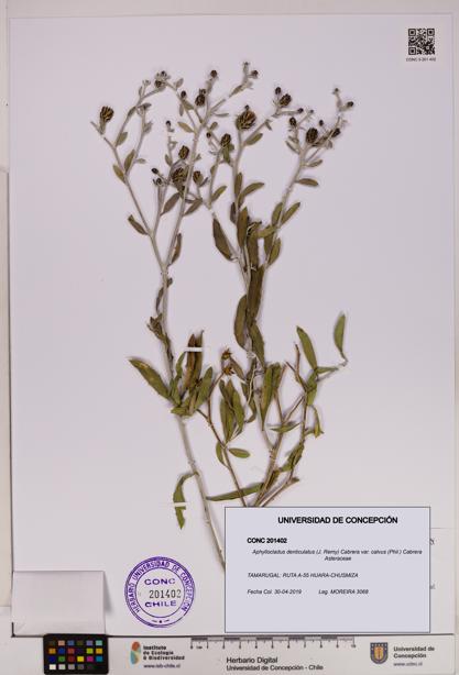 Aphyllocladus denticulatus var. calvus [Espécimen: UDEC:CONC:0201402]