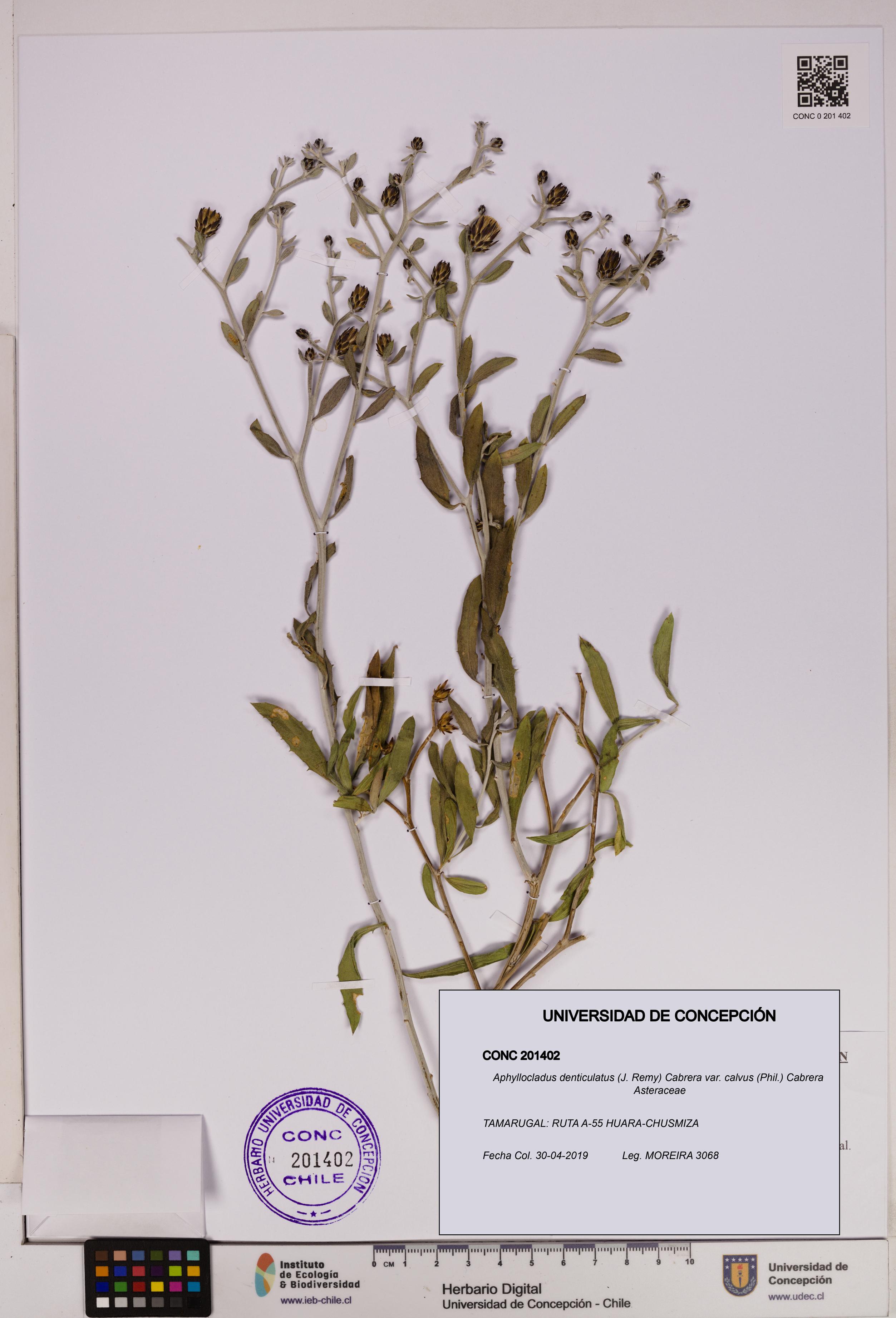 Aphyllocladus denticulatus var. calvus [Espécimen: UDEC:CONC:0201402]