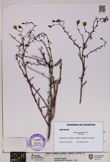 Senecio ctenophyllus [Espécimen: UDEC:CONC:0201405]