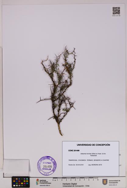 Adesmia horrida [Espécimen: UDEC:CONC:0201406]