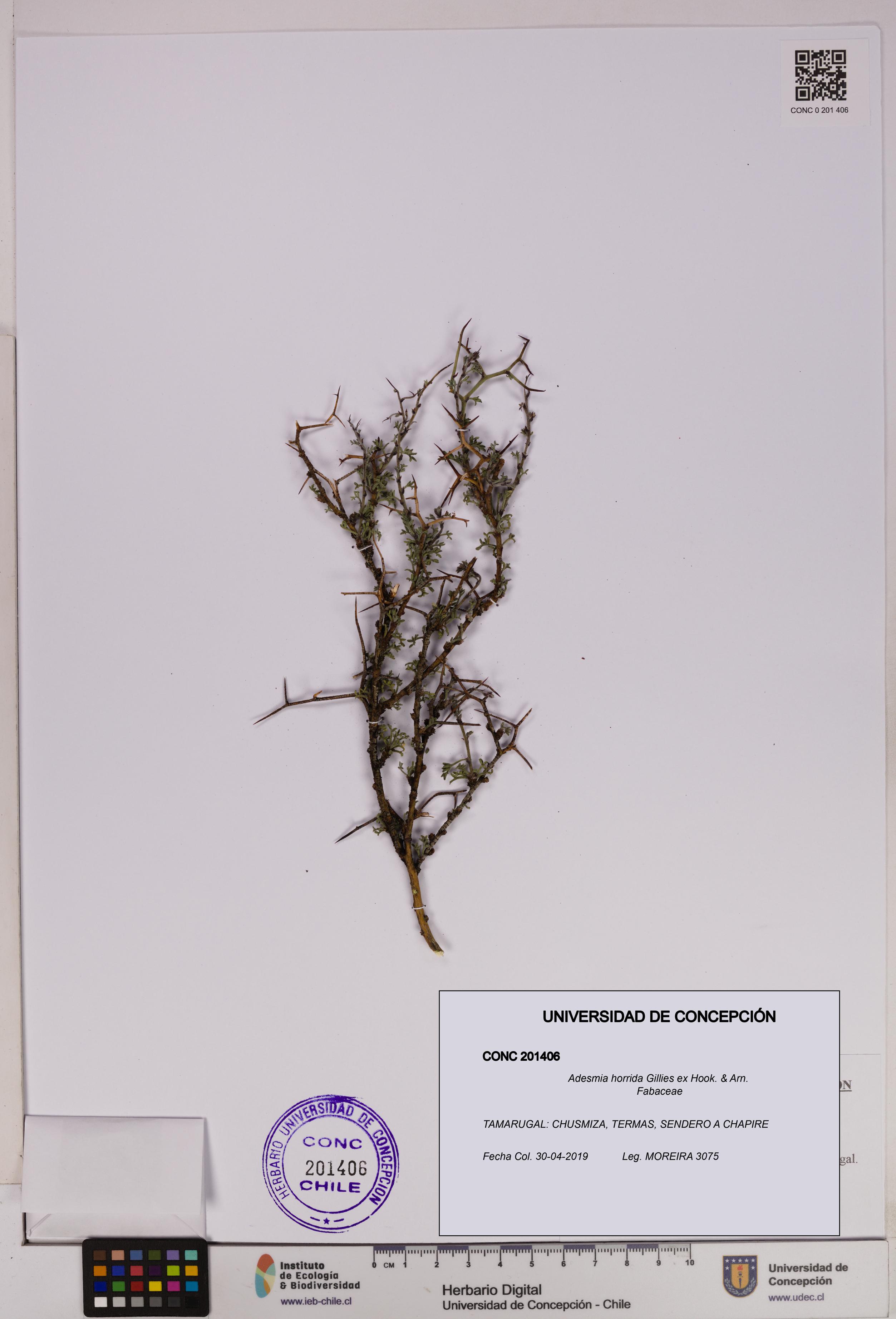 Adesmia horrida [Espécimen: UDEC:CONC:0201406]