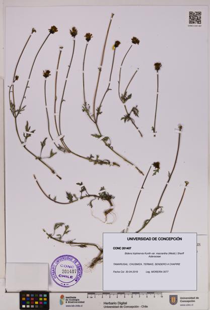 Bidens triplinervia [Espécimen: UDEC:CONC:0201407]