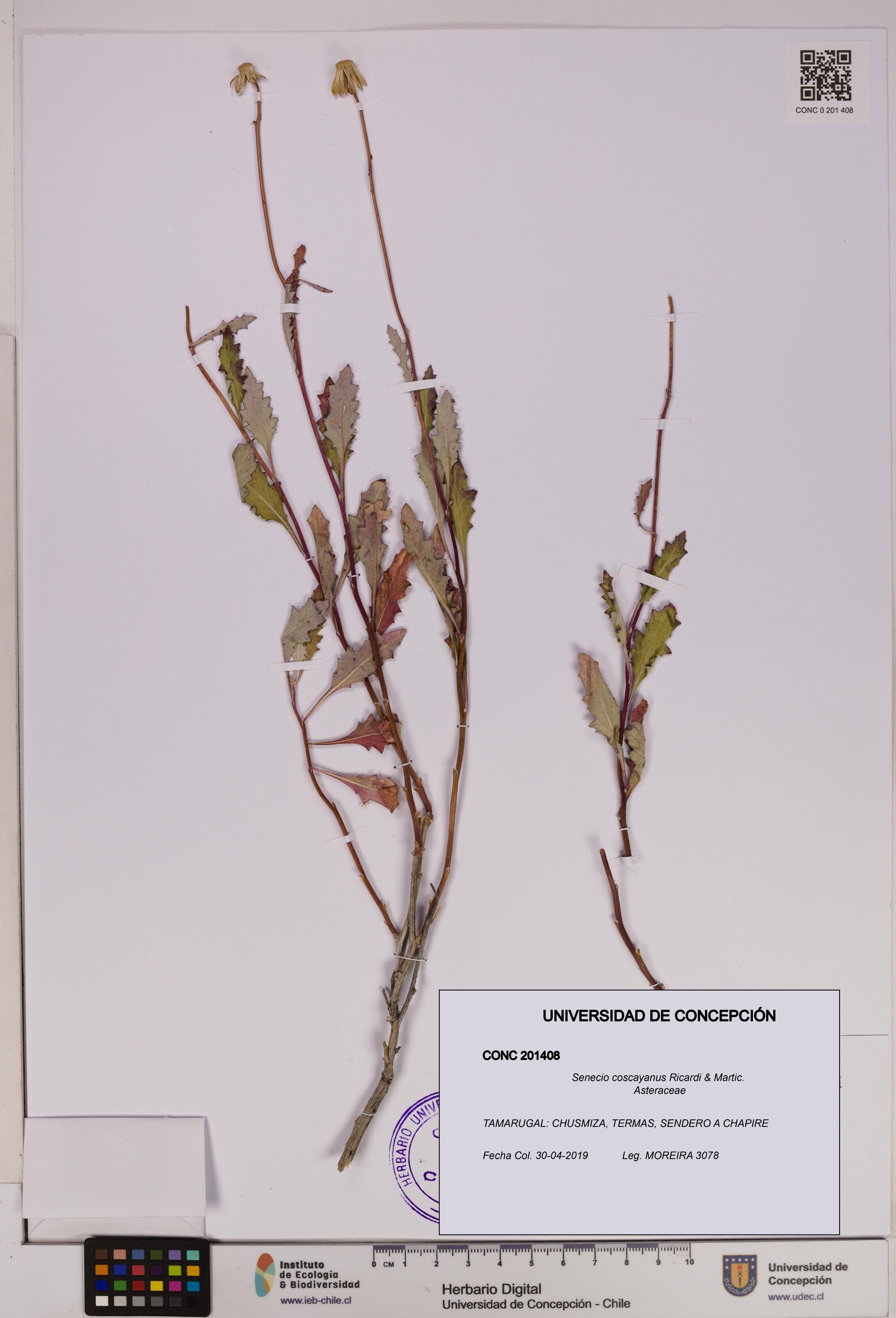 Senecio coscayanus [Espécimen: UDEC:CONC:0201408]