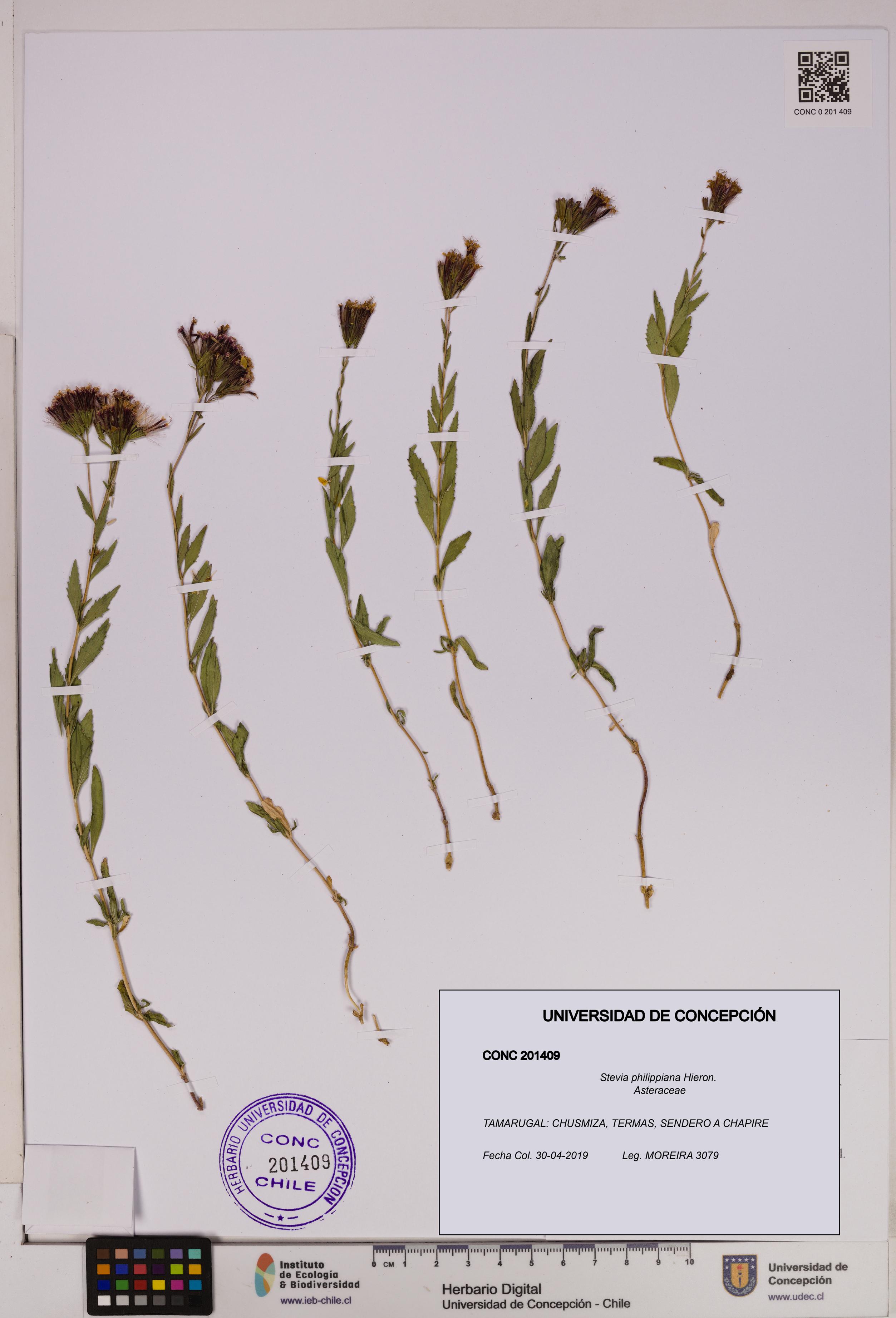 Stevia philippiana [Espécimen: ]