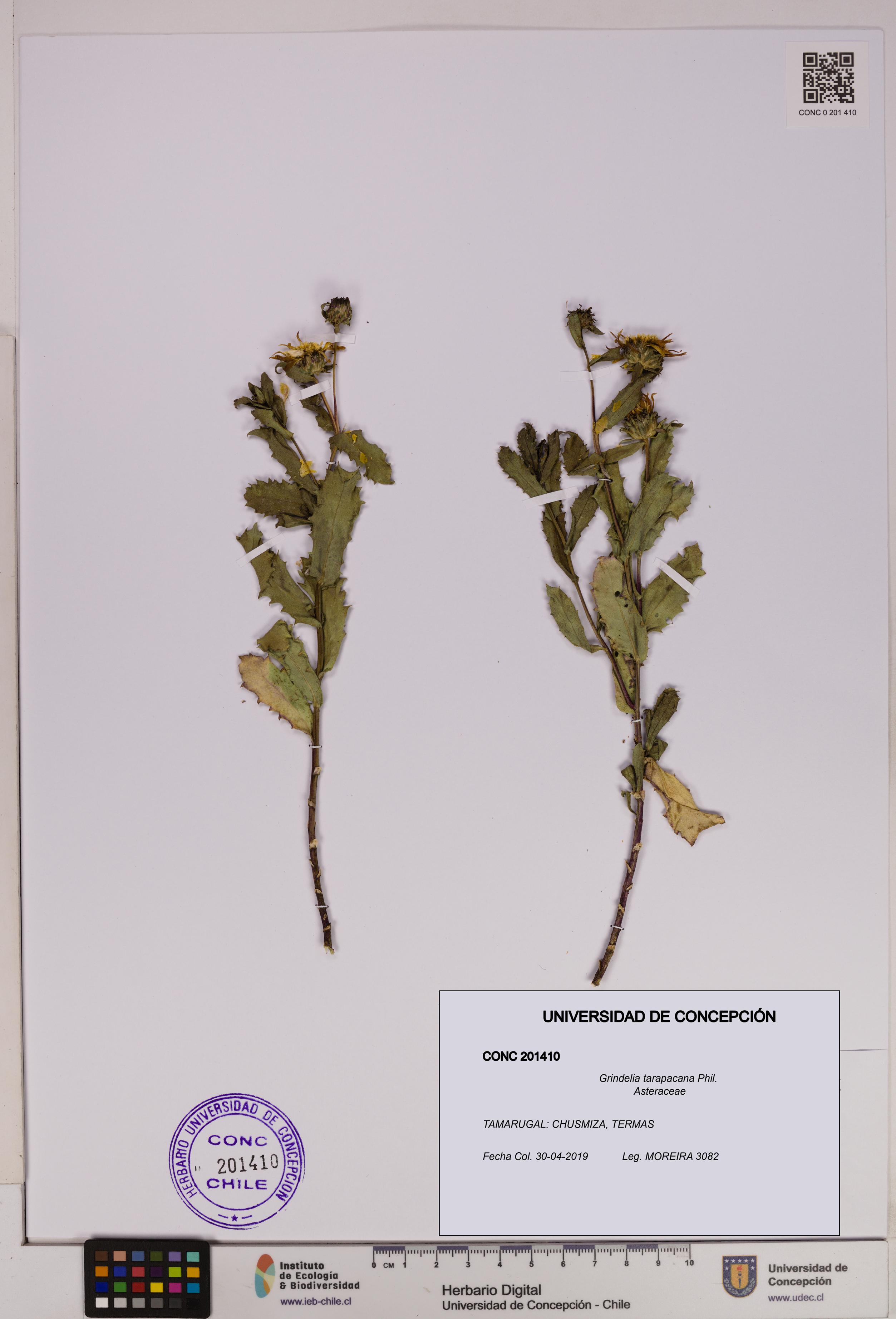 Grindelia tarapacana [Espécimen: UDEC:CONC:0201410]