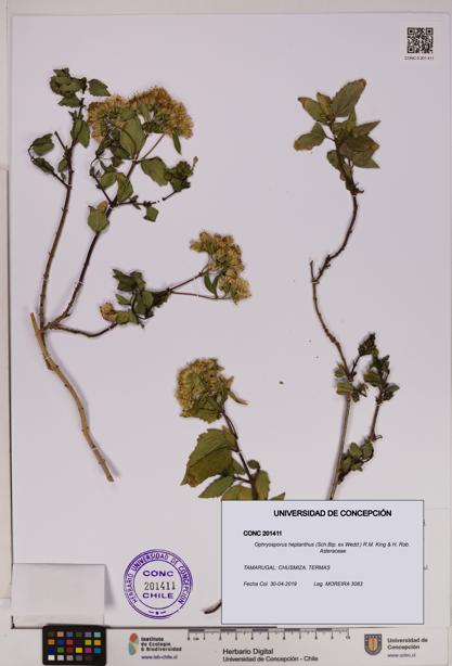 Ophryosporus heptanthus [Espécimen: UDEC:CONC:0201411]