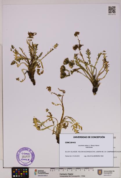 Leucheria salina [Espécimen: UDEC:CONC:0201412]