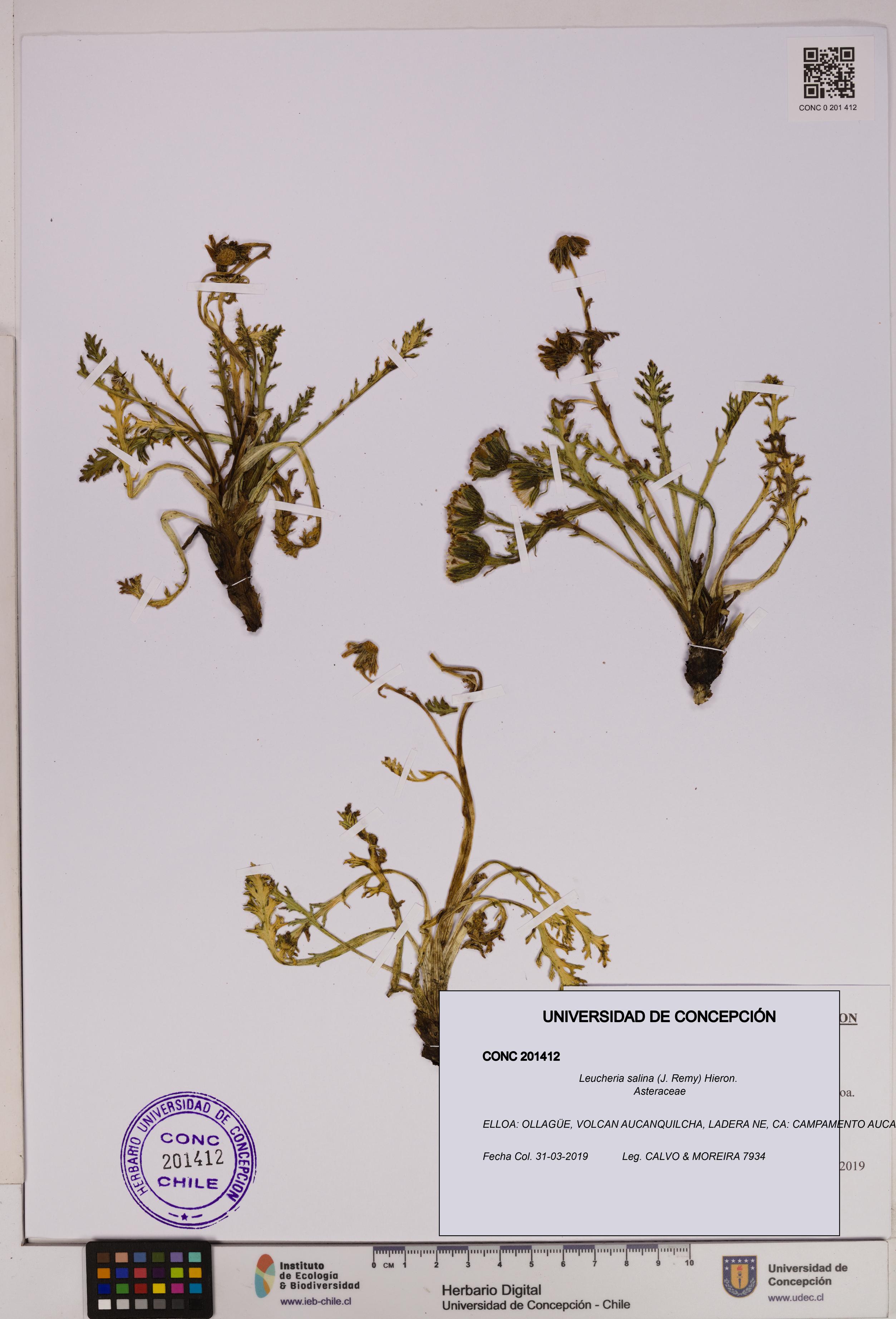Leucheria salina [Espécimen: UDEC:CONC:0201412]