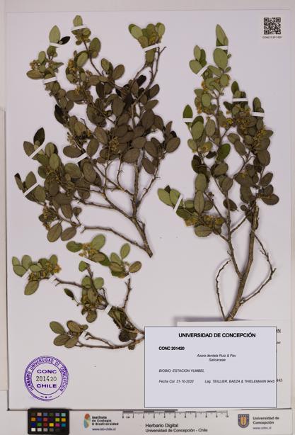 Azara dentata [Espécimen: UDEC:CONC:0201420]