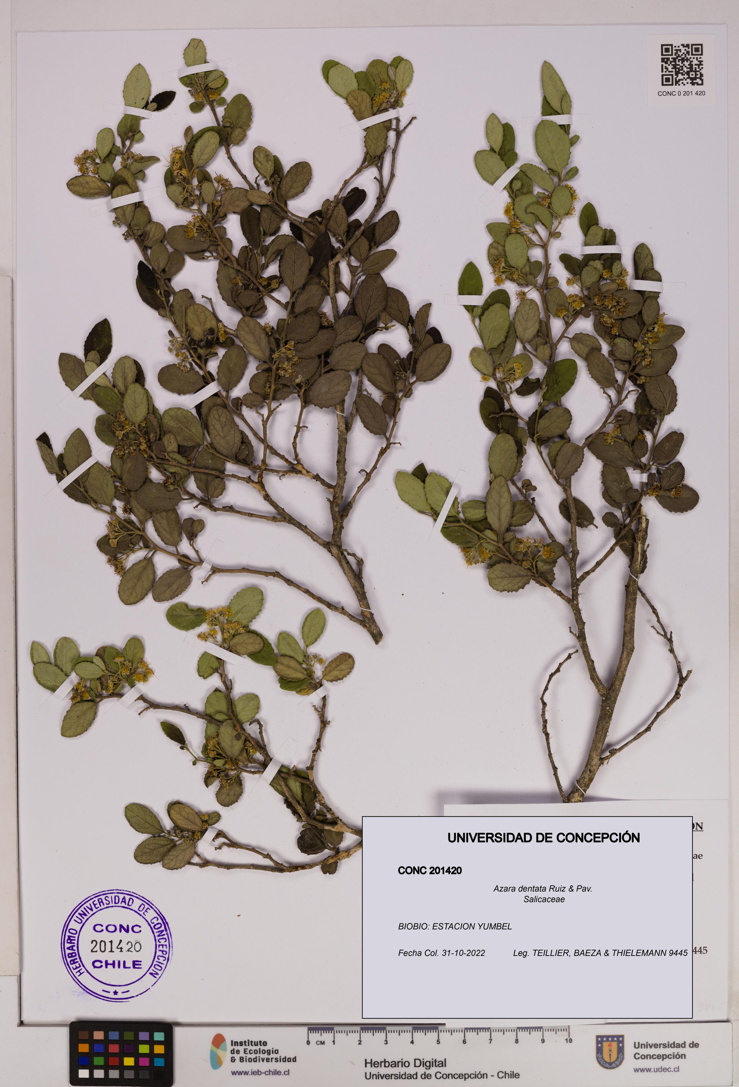 Azara dentata [Espécimen: UDEC:CONC:0201420]