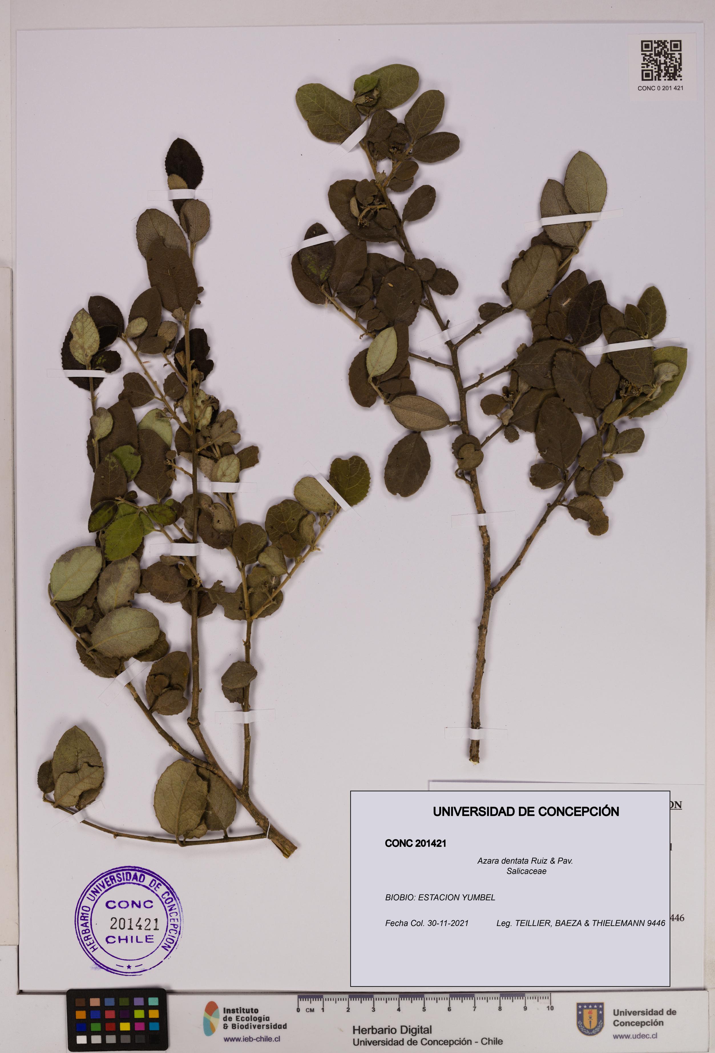Azara dentata [Espécimen: UDEC:CONC:0201421]
