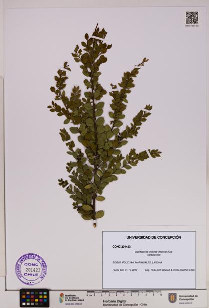 Lepidoceras chilense [Espécimen: UDEC:CONC:0201423]