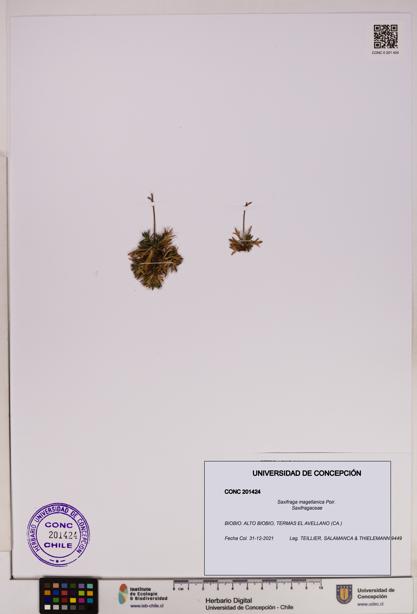 Saxifraga magellanica [Espécimen: UDEC:CONC:0201424]