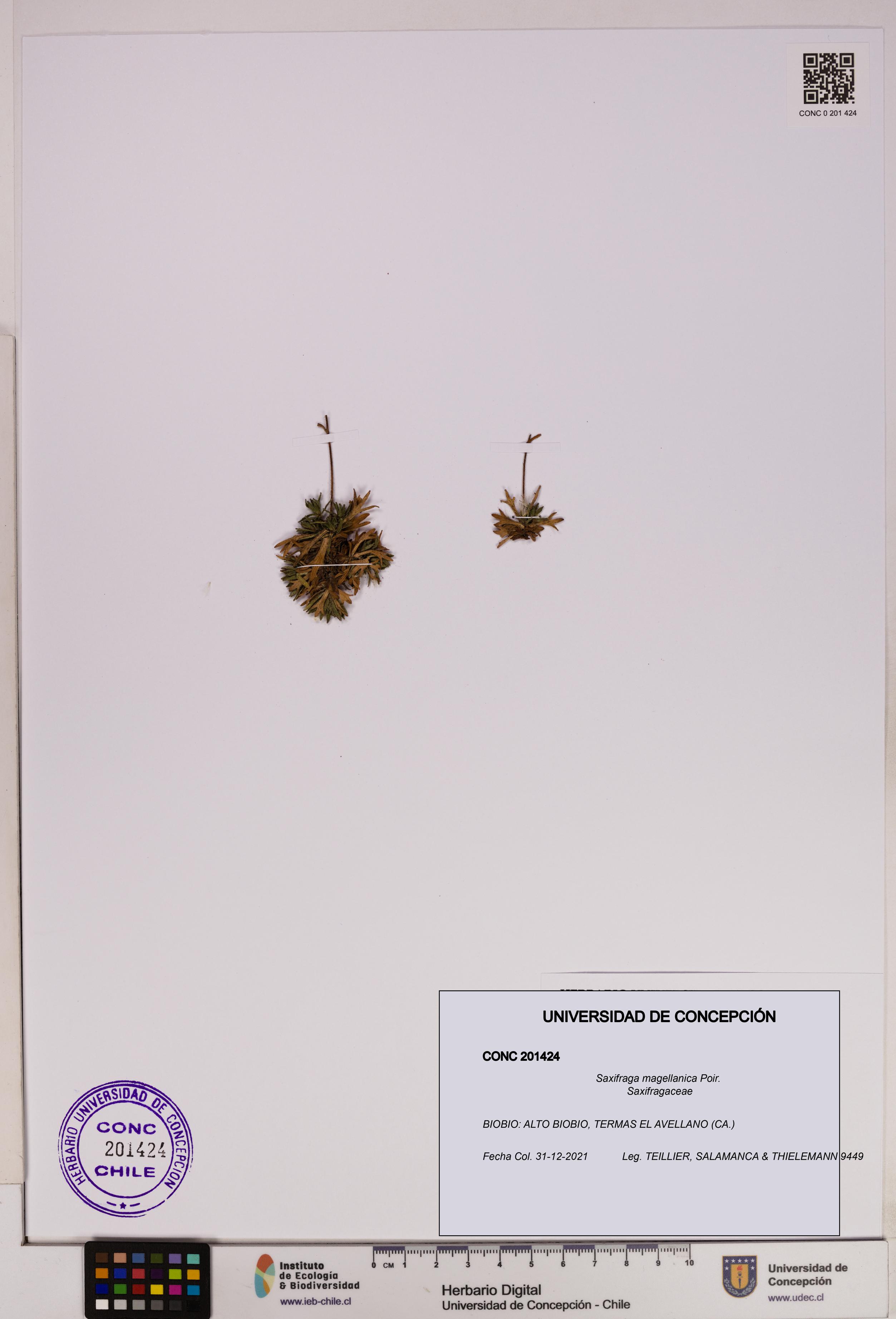 Saxifraga magellanica [Espécimen: UDEC:CONC:0201424]