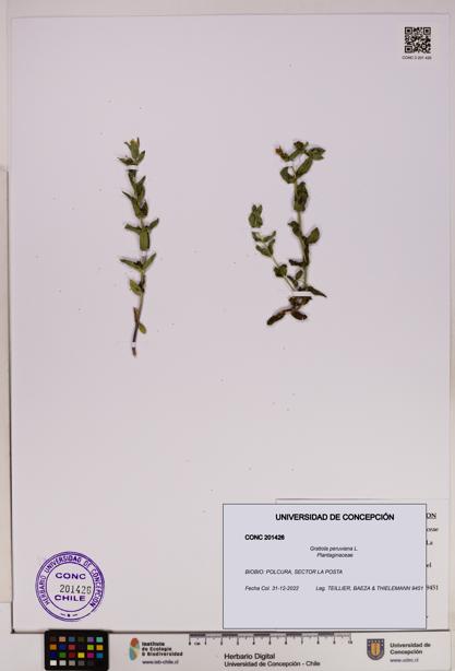 Gratiola peruviana [Espécimen: UDEC:CONC:0201426]