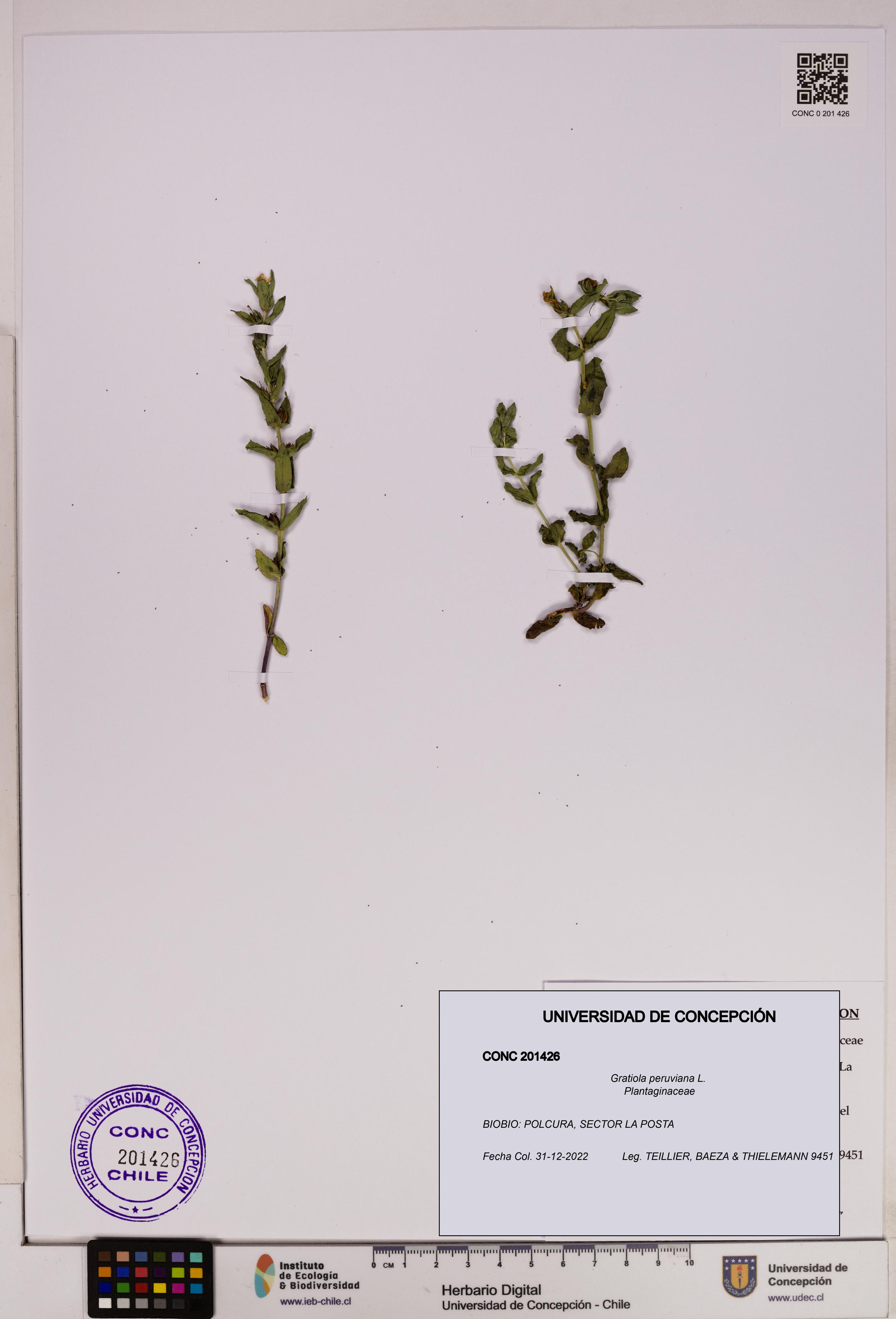 Gratiola peruviana [Espécimen: UDEC:CONC:0201426]