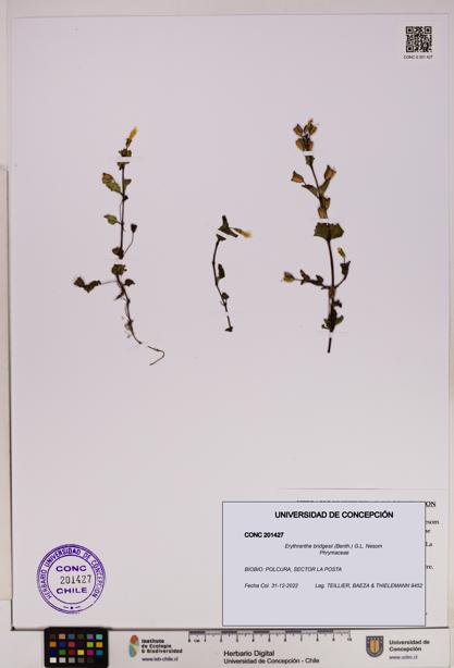 Erythranthe bridgesii [Espécimen: UDEC:CONC:0201427]