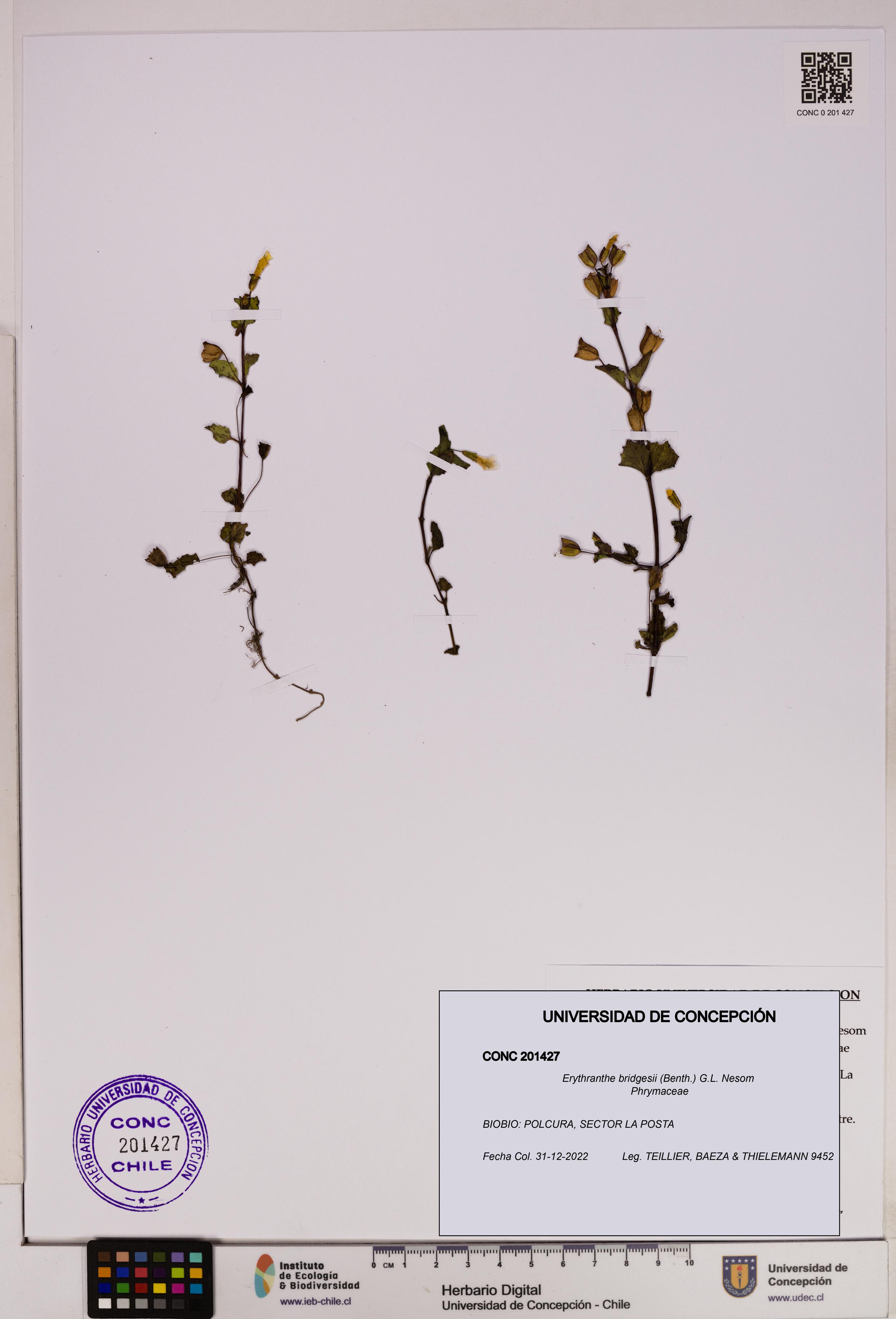 Erythranthe bridgesii [Espécimen: UDEC:CONC:0201427]