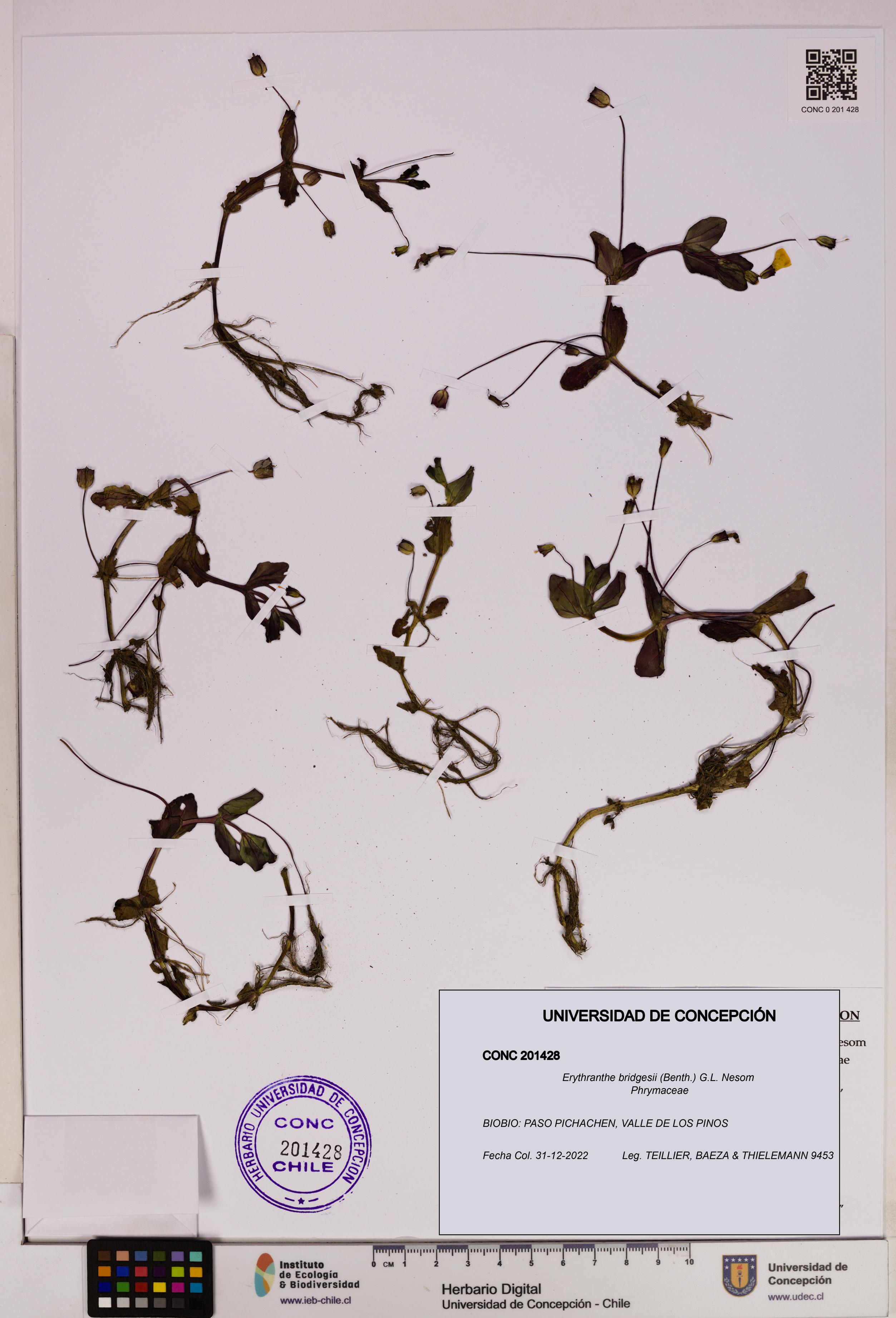 Erythranthe bridgesii [Espécimen: UDEC:CONC:0201428]