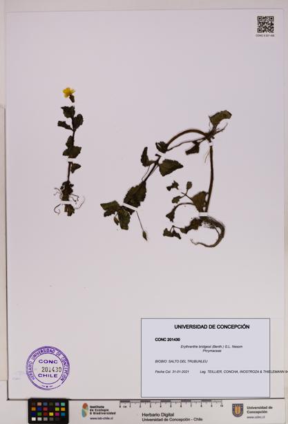 Erythranthe bridgesii [Espécimen: UDEC:CONC:0201430]