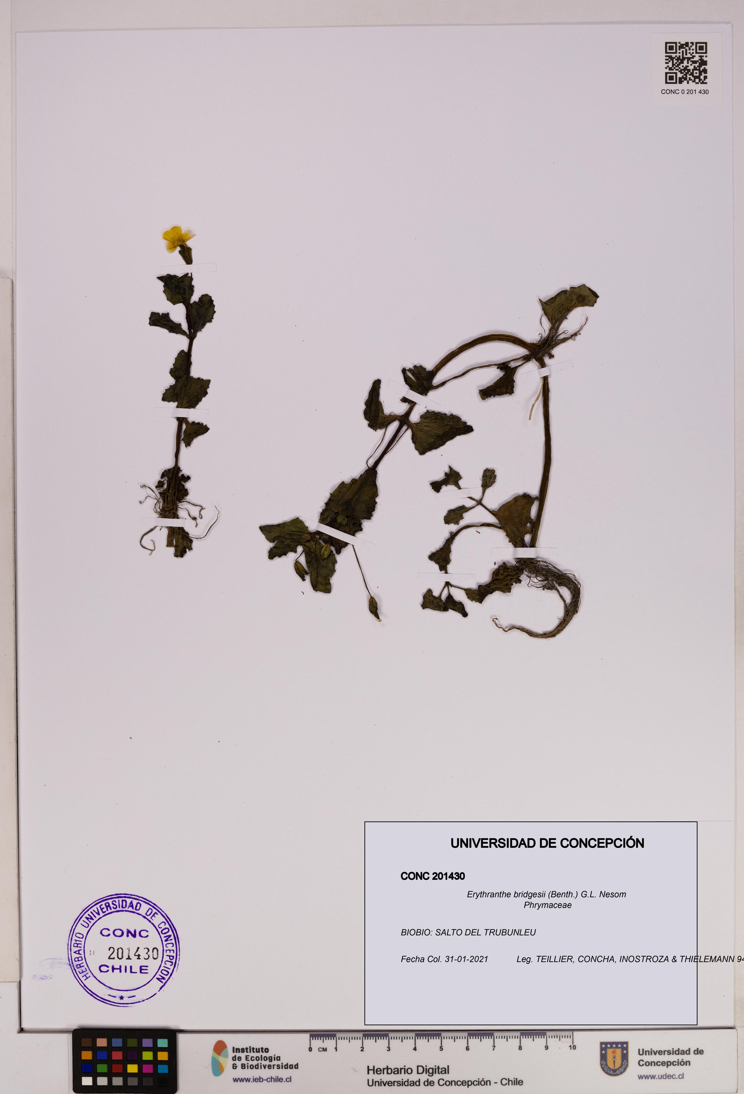 Erythranthe bridgesii [Espécimen: UDEC:CONC:0201430]