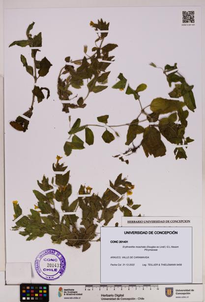 Erythranthe moschata [Espécimen: UDEC:CONC:0201431]