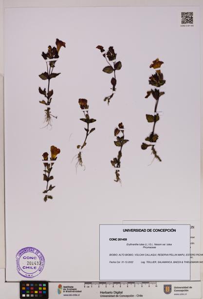 Erythranthe lutea [Espécimen: UDEC:CONC:0201433]