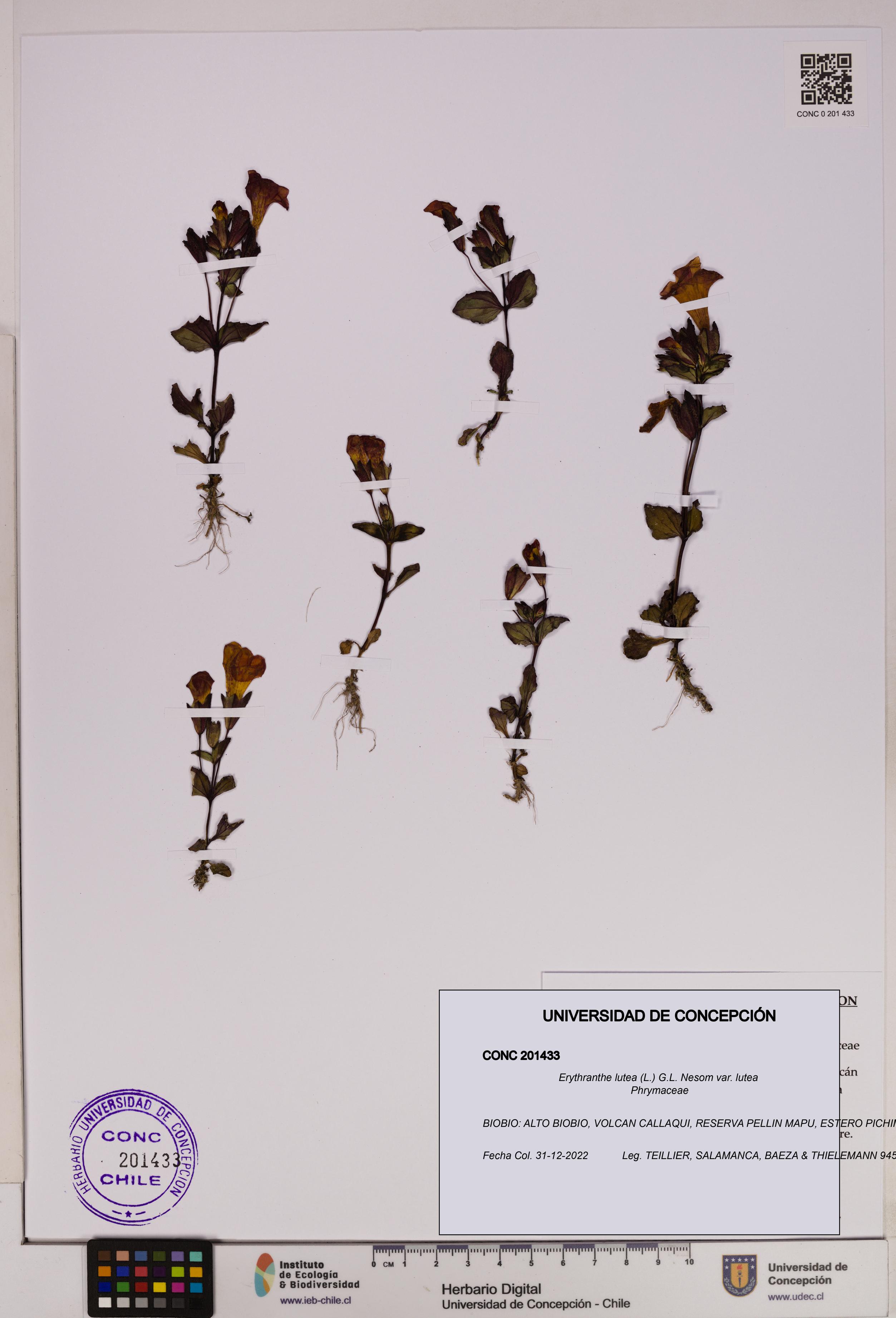 Erythranthe lutea [Espécimen: UDEC:CONC:0201433]