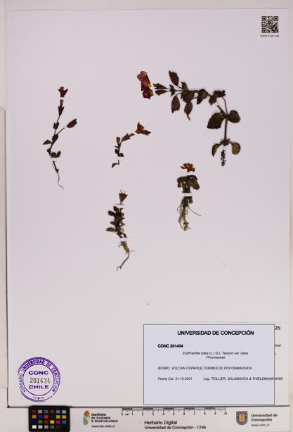 Erythranthe lutea [Espécimen: UDEC:CONC:0201434]