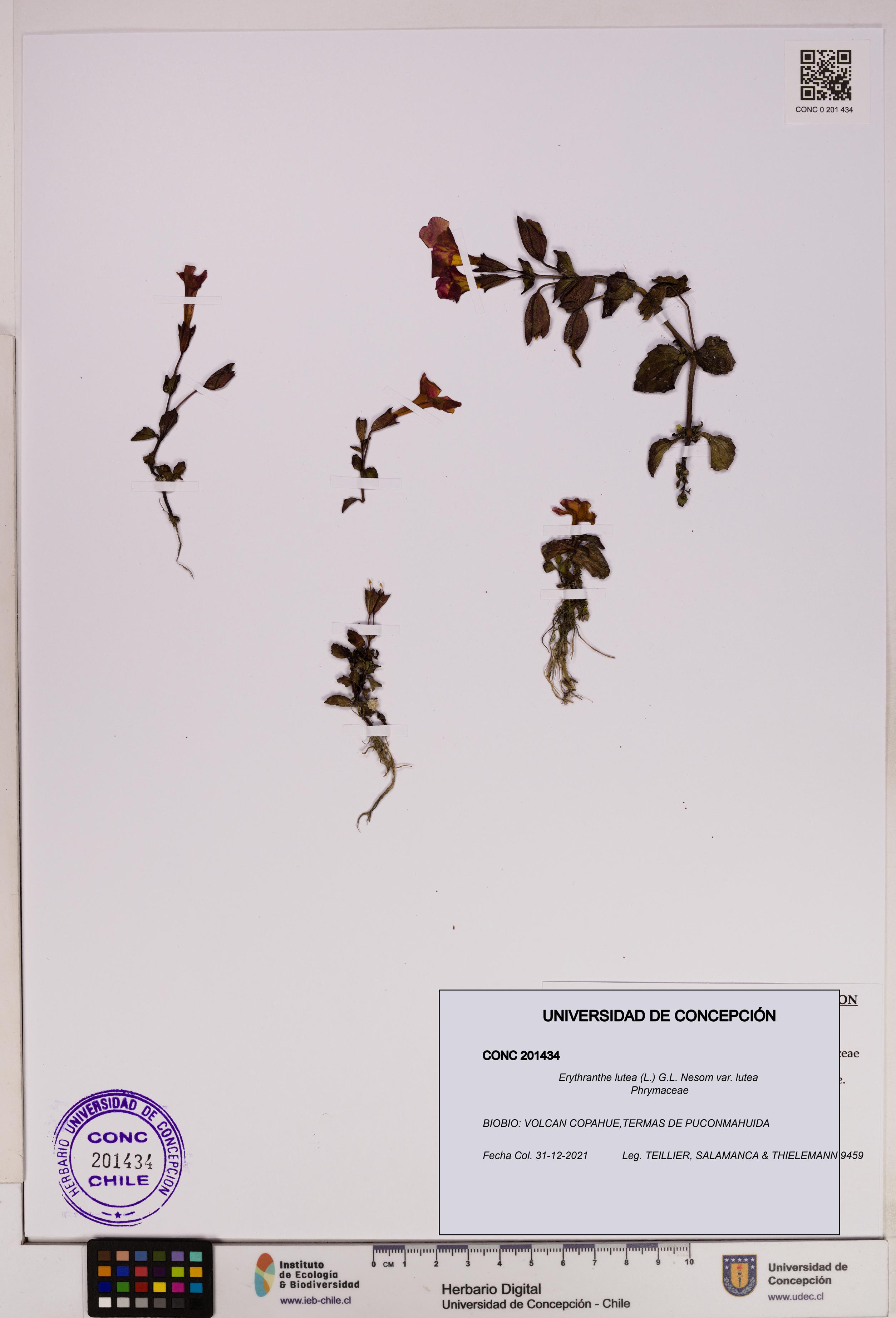 Erythranthe lutea [Espécimen: UDEC:CONC:0201434]