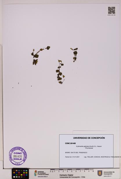 Erythranthe glabrata [Espécimen: UDEC:CONC:0201435]