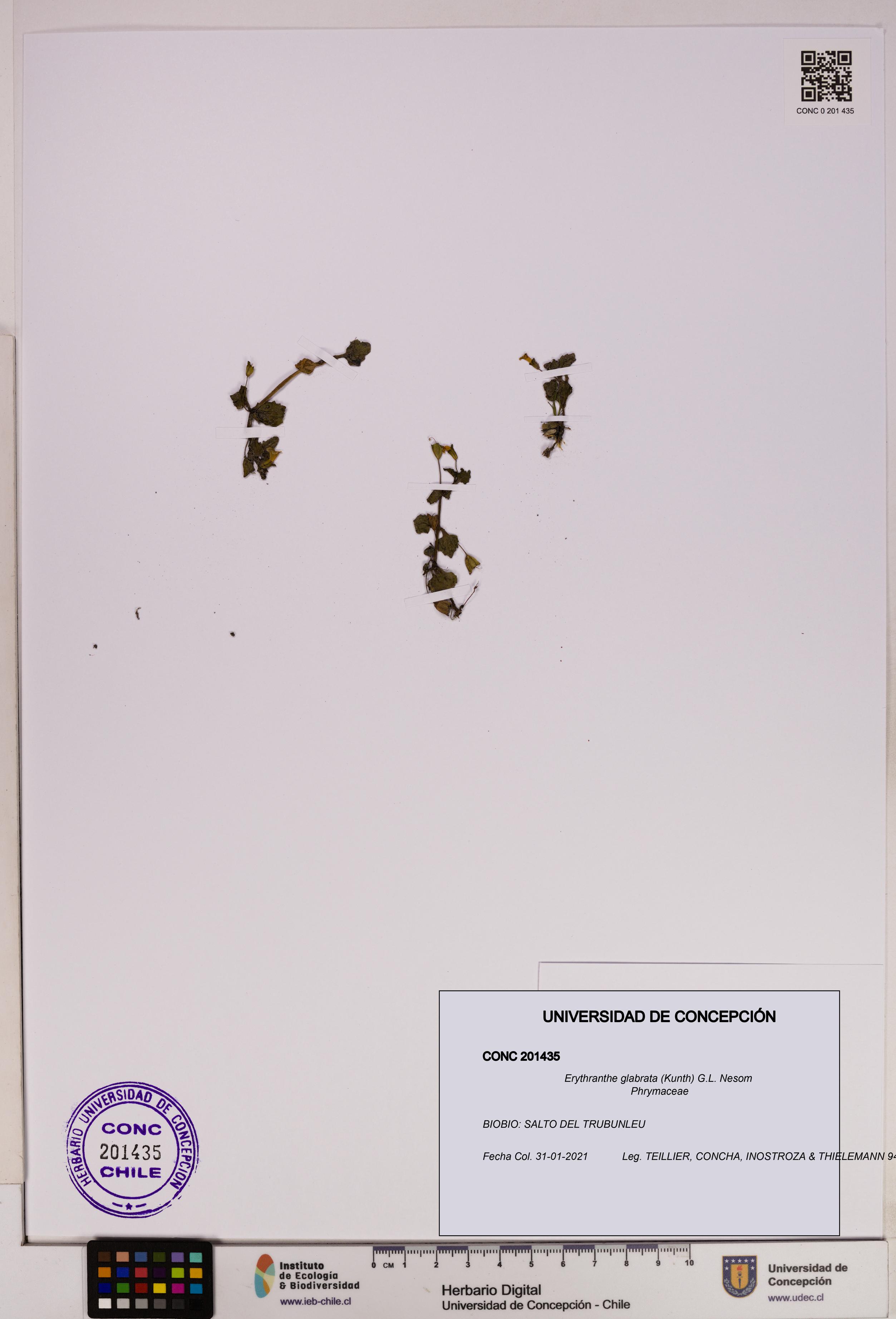 Erythranthe glabrata [Espécimen: UDEC:CONC:0201435]