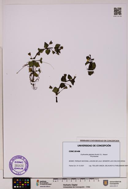 Erythranthe glabrata [Espécimen: UDEC:CONC:0201436]