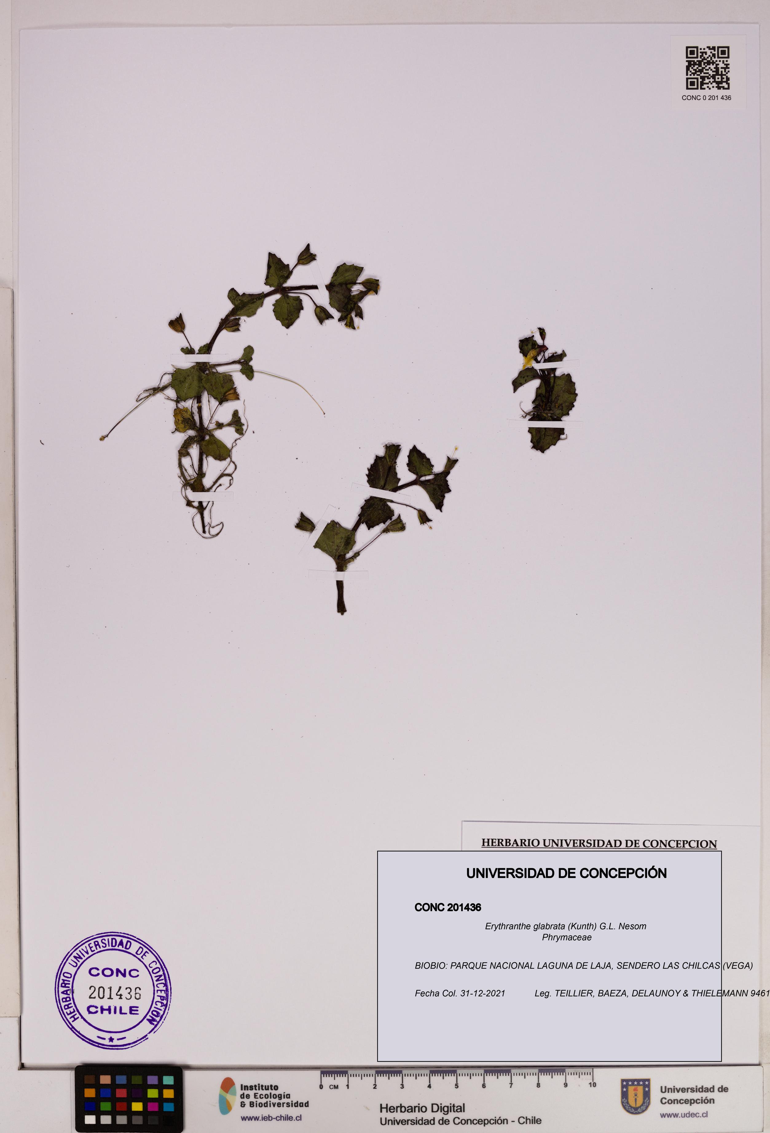 Erythranthe glabrata [Espécimen: UDEC:CONC:0201436]