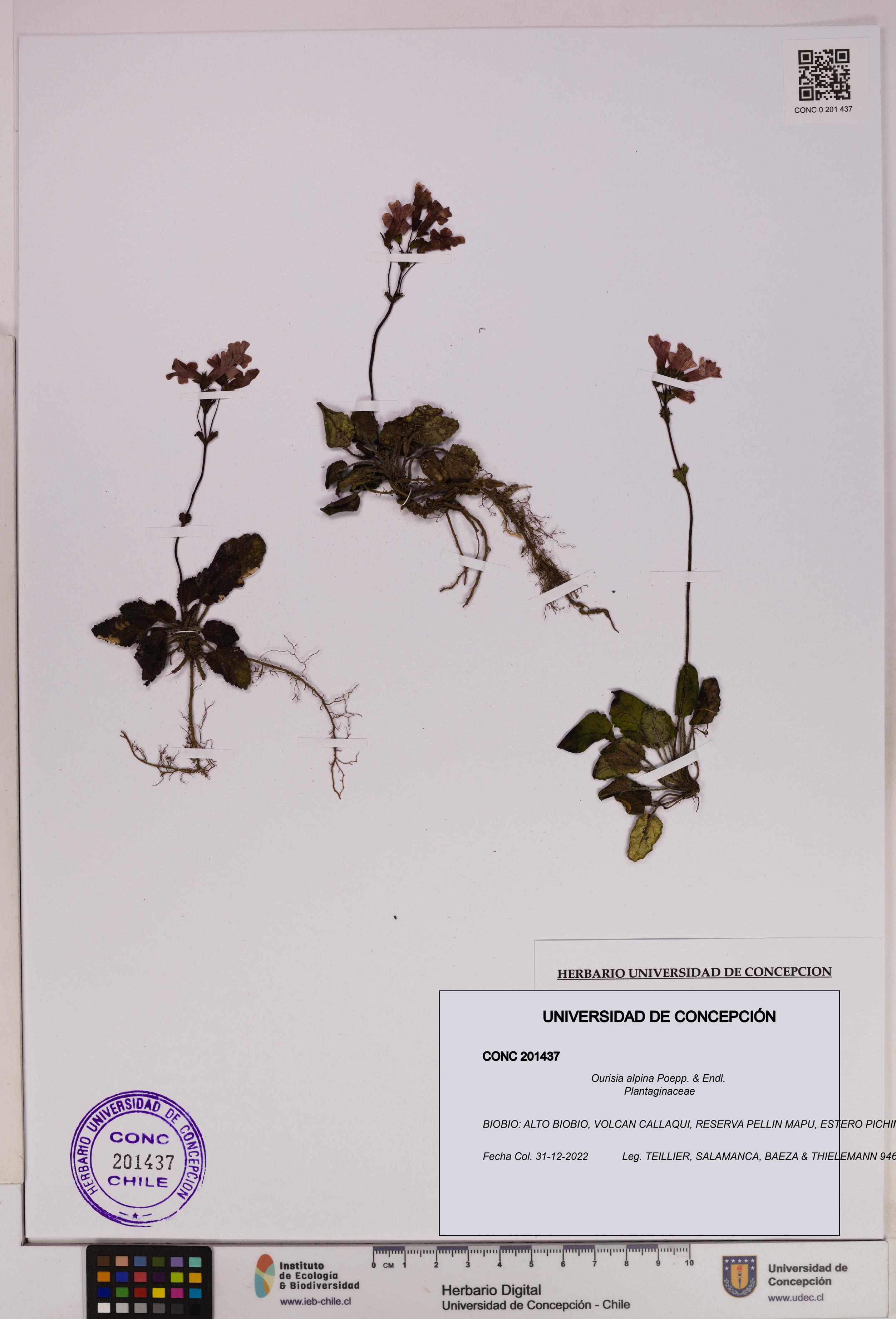 Ourisia alpina [Espécimen: UDEC:CONC:0201437]