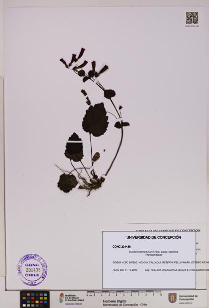 Ourisia coccinea subsp. coccinea [Espécimen: UDEC:CONC:0201438]
