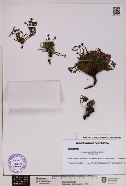 Ourisia microphylla [Espécimen: UDEC:CONC:0201439]