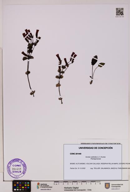 Ourisia ruelloides [Espécimen: UDEC:CONC:0201440]