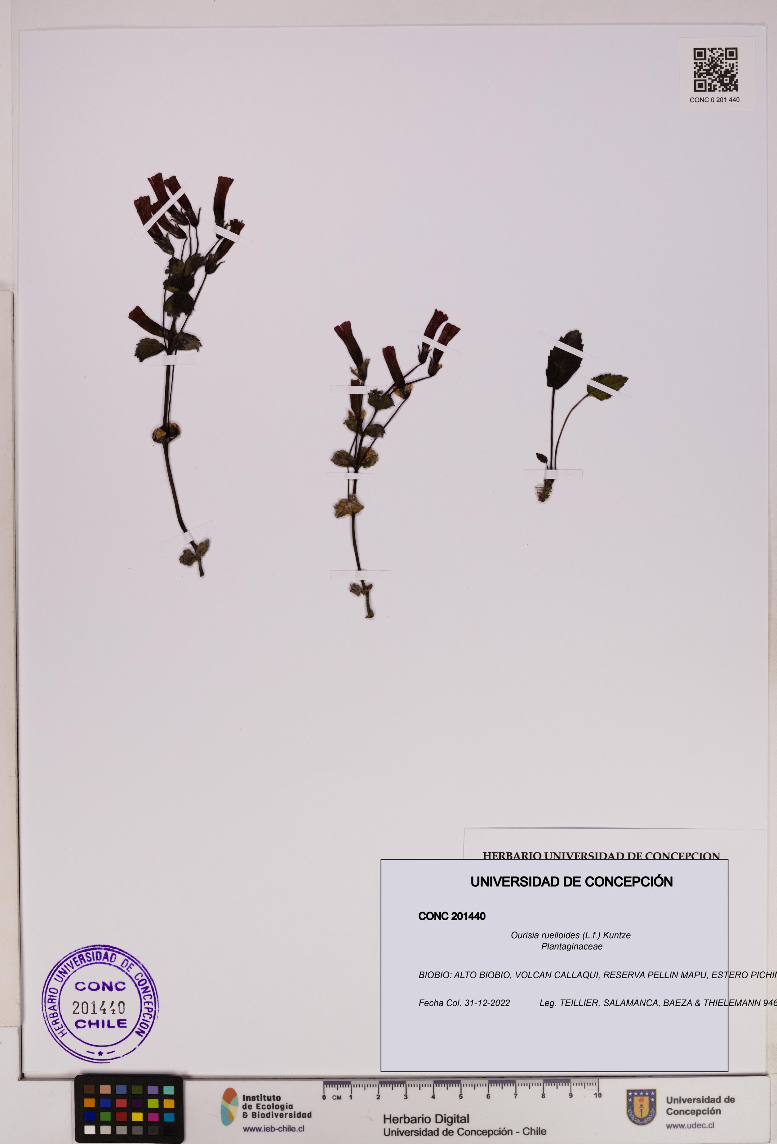 Ourisia ruelloides [Espécimen: UDEC:CONC:0201440]