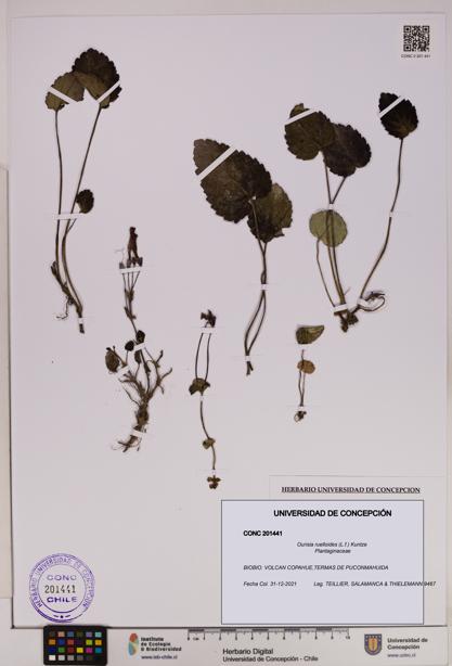 Ourisia ruelloides [Espécimen: UDEC:CONC:0201441]