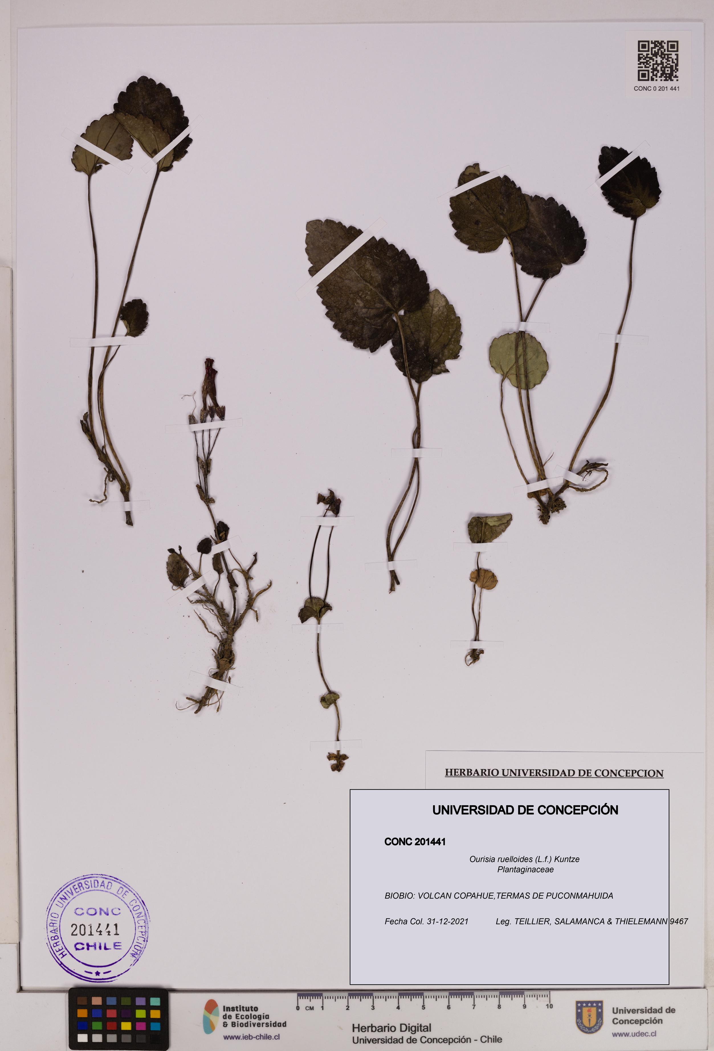 Ourisia ruelloides [Espécimen: UDEC:CONC:0201441]