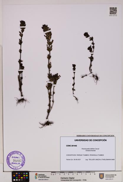 Parentucellia latifolia [Espécimen: UDEC:CONC:0201442]