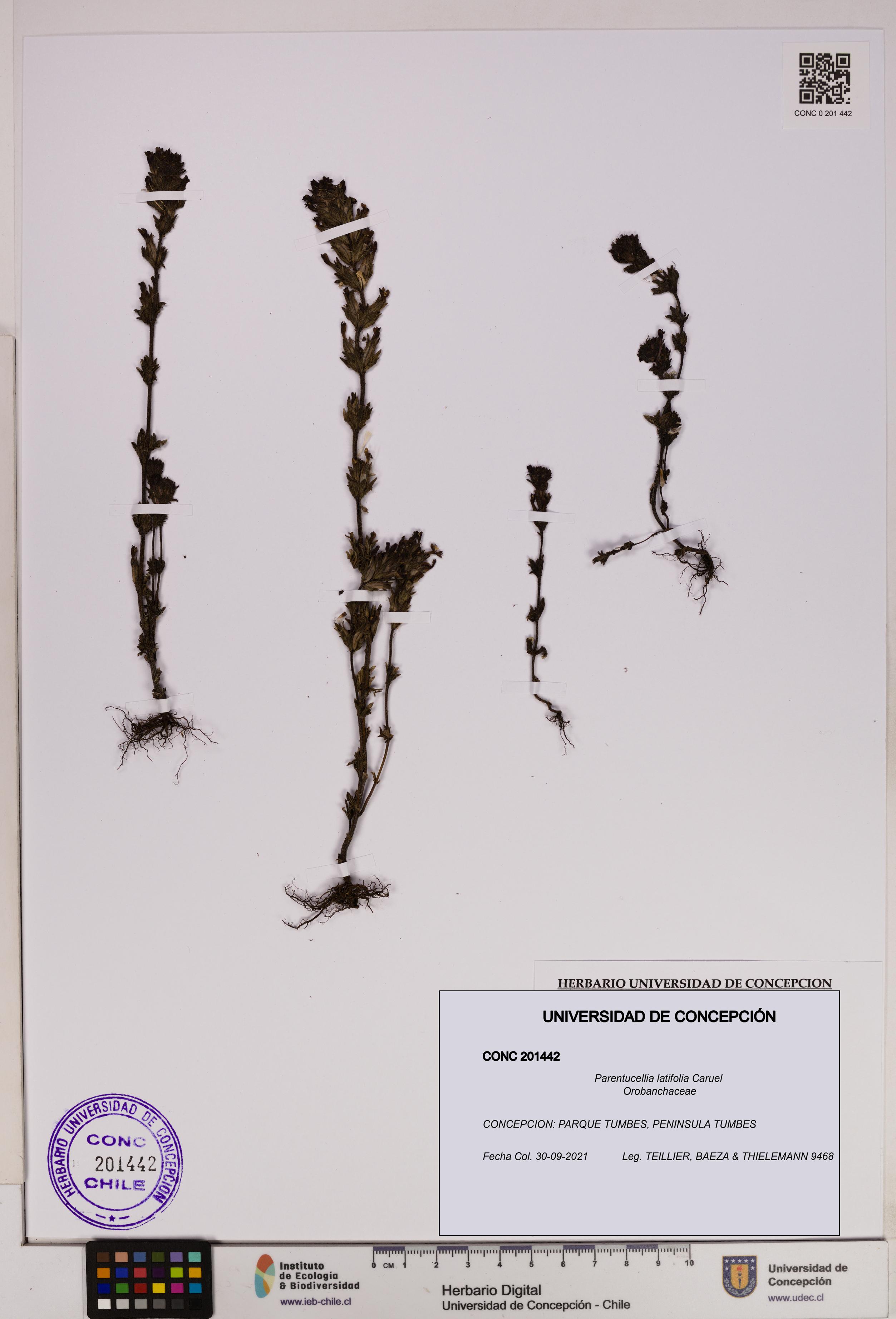 Parentucellia latifolia [Espécimen: UDEC:CONC:0201442]