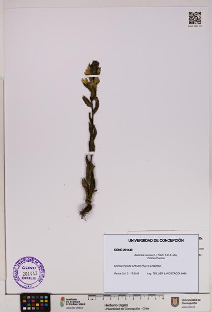 Bellardia viscosa [Espécimen: UDEC:CONC:0201443]