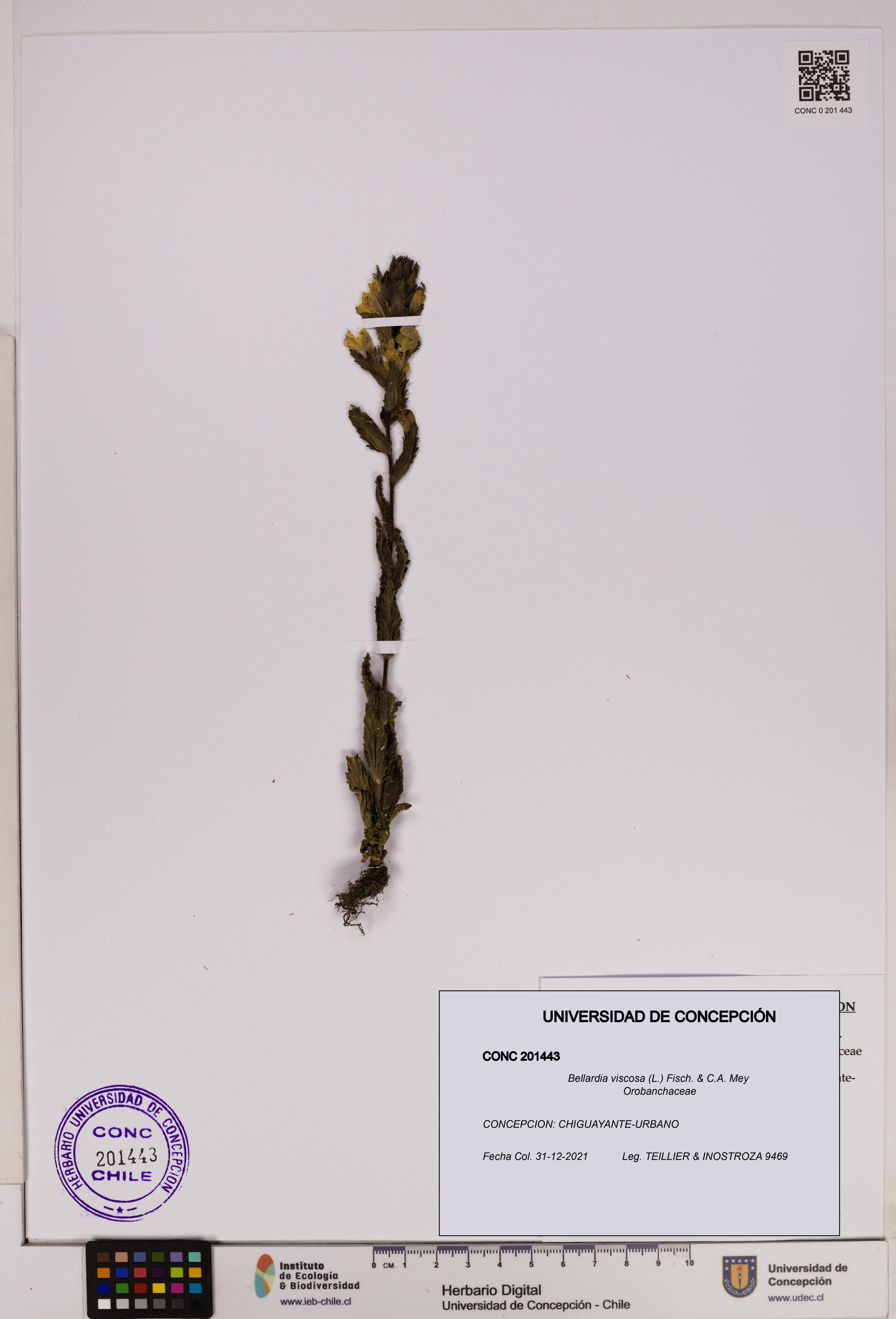 Bellardia viscosa [Espécimen: UDEC:CONC:0201443]