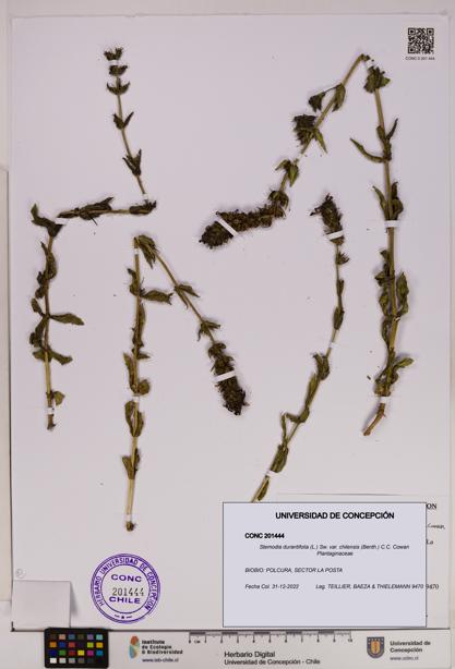 Stemodia durantifolia [Espécimen: UDEC:CONC:0201444]