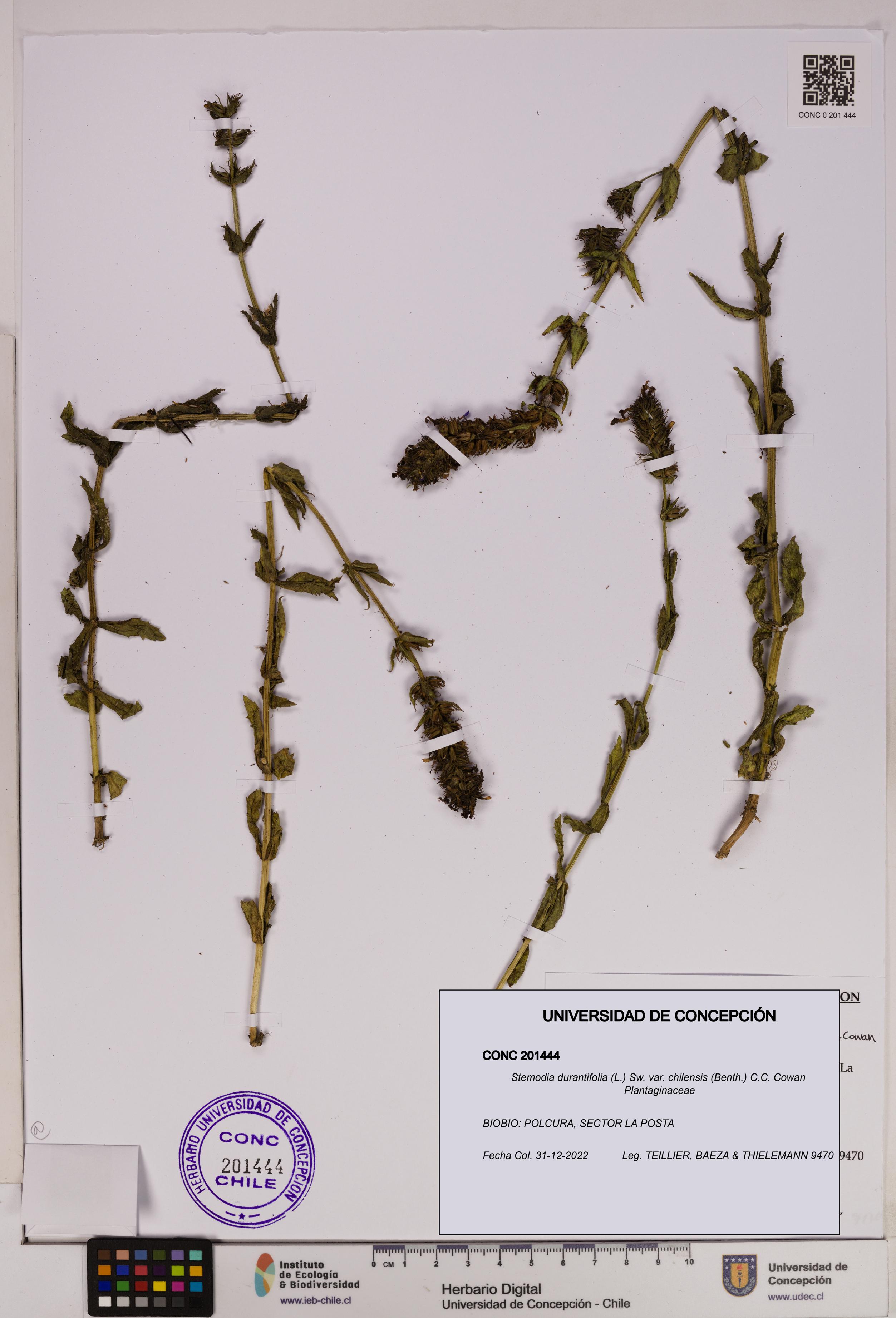 Stemodia durantifolia [Espécimen: UDEC:CONC:0201444]