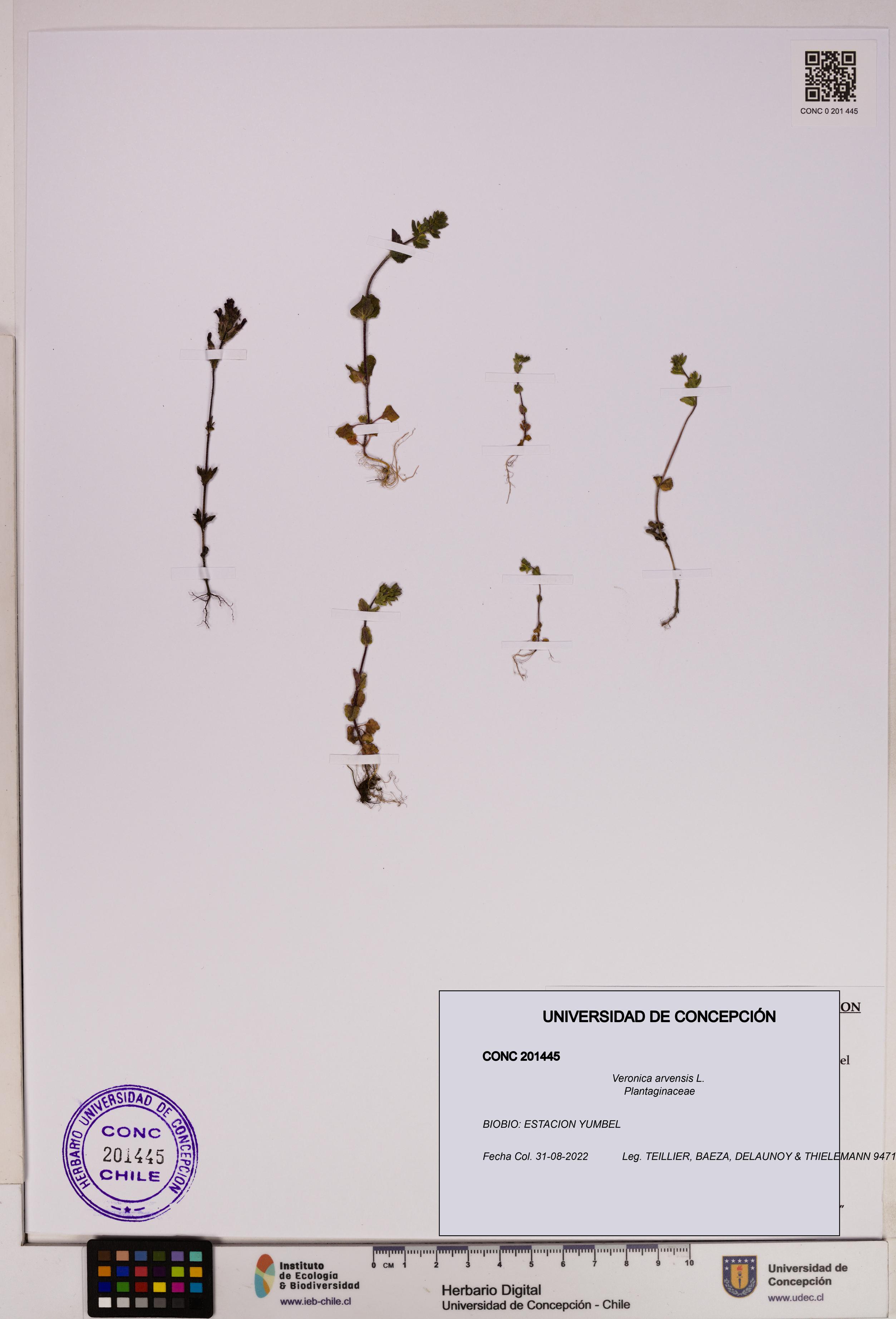 Veronica arvensis [Espécimen: UDEC:CONC:0201445]