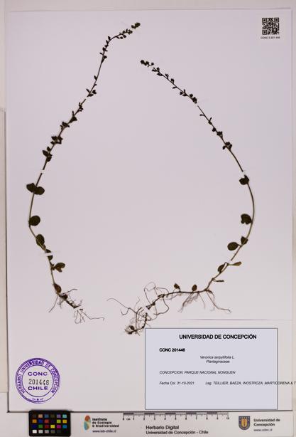 Veronica serpyllifolia [Espécimen: UDEC:CONC:0201446]